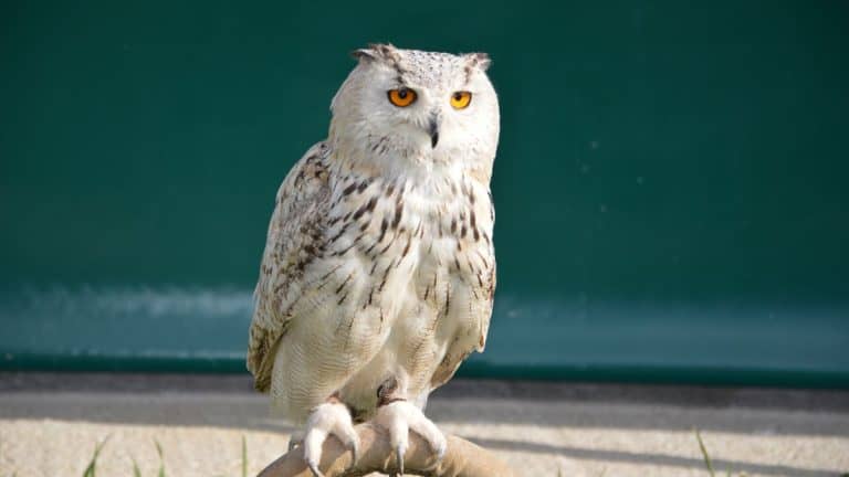 15 Bible Verses about Longsuffering