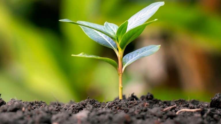 Bible Verses about a New Beginning