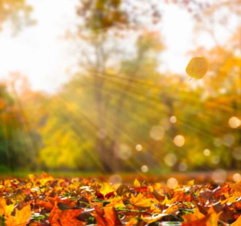 Best Gratitude Journal for the Thanksgiving Season