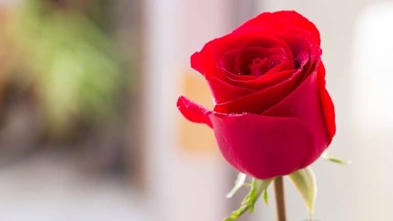 How to Love Your Enemies