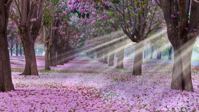 Why is Jesus the Light of the World?