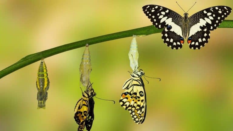 Transform Your Life for Your Sanity