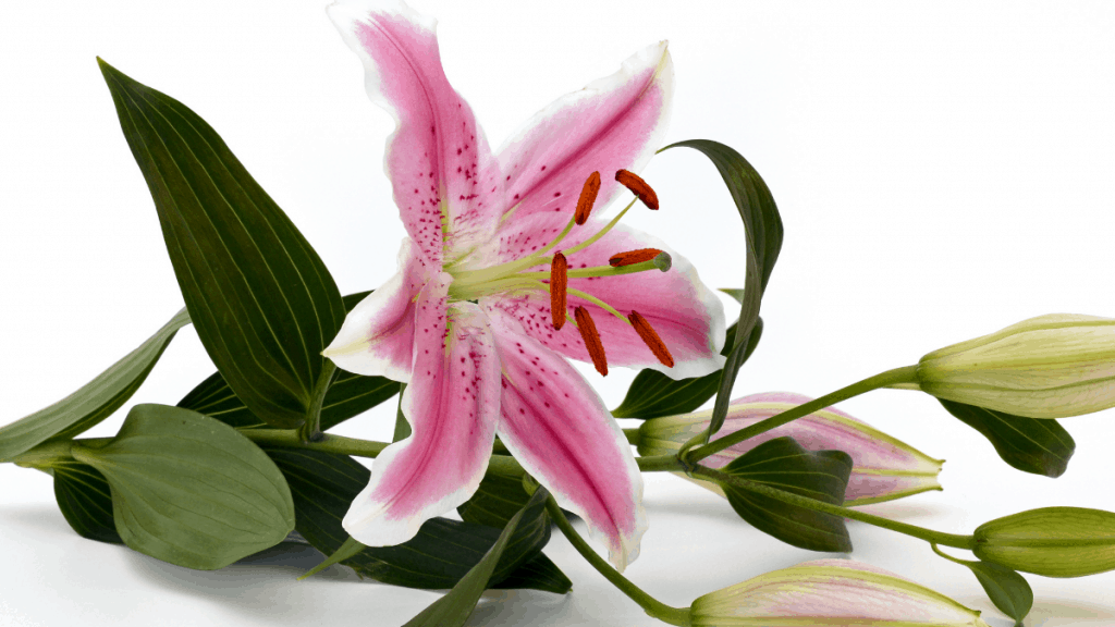 These Flower Bible Verses include the symbolism of lily of the Valley and their Christ picture types.