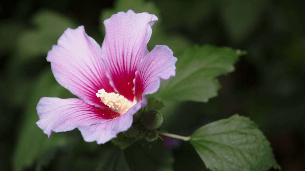 These Flower Bible Verses include the symbolism of Rose of Sharon and their Christ types. 