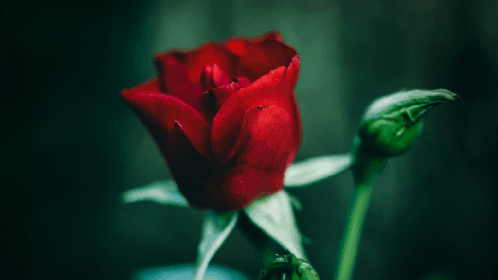 These Flower Bible Verses include the symbol of the Rose and their Christ types. 